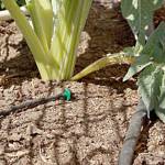 Get It Growing: Consider drip irrigation