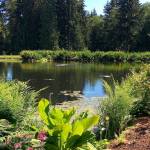 Petals Pathways: Annual tour features six breathtaking peninsula gardens