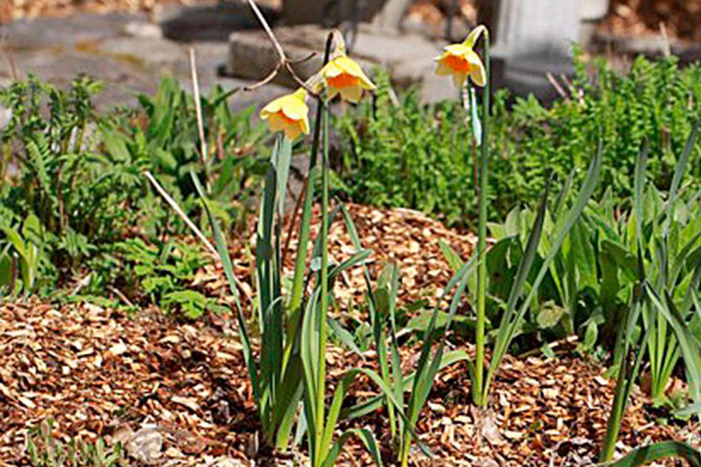 Get It Growing: All about integrated weed management