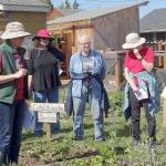 Get tips on tomatoes, veggies at ‘Second Saturday’ walk