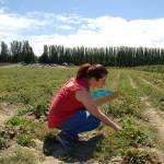 Ashley Birdsall of Sequim picks strawberries last summer at Graysmarsh Farm. U-pick is open tentatively the second week of June for strawberries according to the business website. Sequim Gazette file photo by Erin Hawkins