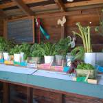 The Farm farm stand, at 1701 Sequim-Dungeness Way, offers a variety of organic produce, from leafy greens to herbs to daily pastured chicken eggs. Sequim Gazette photo by Erin Hawkins