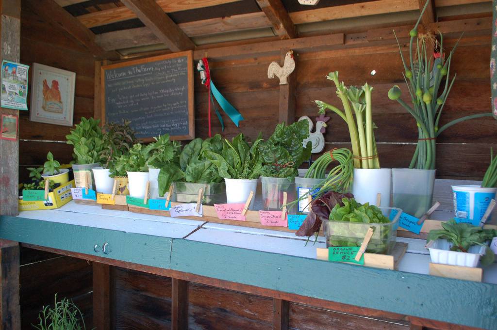 The Farm farm stand, at 1701 Sequim-Dungeness Way, offers a variety of organic produce, from leafy greens to herbs to daily pastured chicken eggs. Sequim Gazette photo by Erin Hawkins