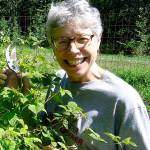 Master Gardener to talk raspberries