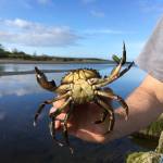 Compared to the Dungeness Spit this season, Neah Bay has recorded trapping about 10 times as many European green crab, such as this one Jonathan Scordino holds. Photo by Adrianne Akmajian/ Makah Fisheries Management