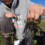 Reggie Buttram holds one of the 392 European green crab trapped so far in Neah Bay. Every two weeks, resource managers with the Makah Tribe plan to place up to 100 traps. Photo by Adrianne Akmajian/ Makah Fisheries Management