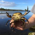 Neah Bay European green crab total nearly 10 times more than Dungeness