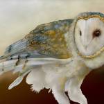 Much of Jeannine Chappells artwork takes inspiration from photos shes taken of barn owls, such as this one named Wookie from a rescue center in California. Submitted photo