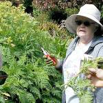 Demonstration garden tour highlights roses