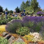 Learn about rose varieties, care at Sequim’s botanical garden