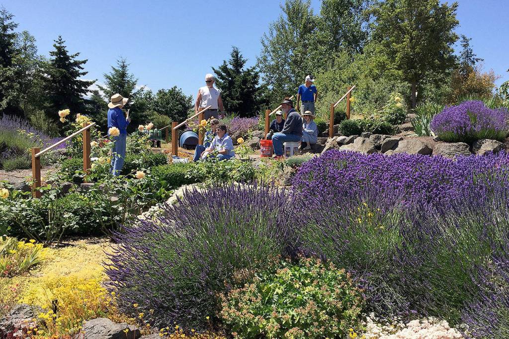 Learn about rose varieties, care at Sequim’s botanical garden