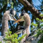 Neighbors, border collie save heron after fall from nest