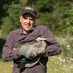John Engstrom, a neighbor to photographers Ken Kennedy and Suzanne Anaya, holds Harold Heron, Jr., a six-week-old bird the trio helped recover after it fell 75 feet from a tree near the John Wayne Marina. Photo courtesy of Suzanne Anaya