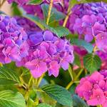 Get It Growing: All about hydrangeas