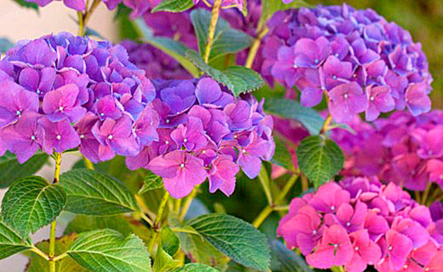 Get It Growing: All about hydrangeas