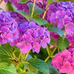 Get It Growing: All about hydrangeas