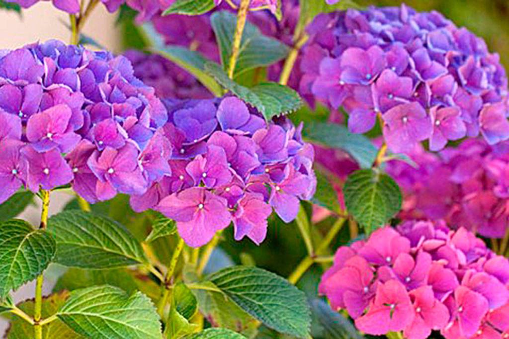 Get It Growing: All about hydrangeas