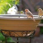 Get It Growing: Gardening for the birds