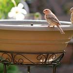 Get It Growing: Gardening for the birds