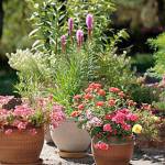 Get It Growing: Set your July gardening calendar