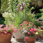 Get It Growing: Set your July gardening calendar