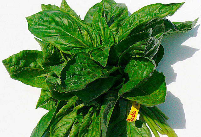 Farm to Table: Basil from Nash’s Organic Farm