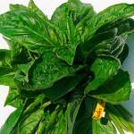 Farm to Table: Basil from Nash’s Organic Farm
