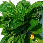 Farm to Table: Basil from Nash’s Organic Farm