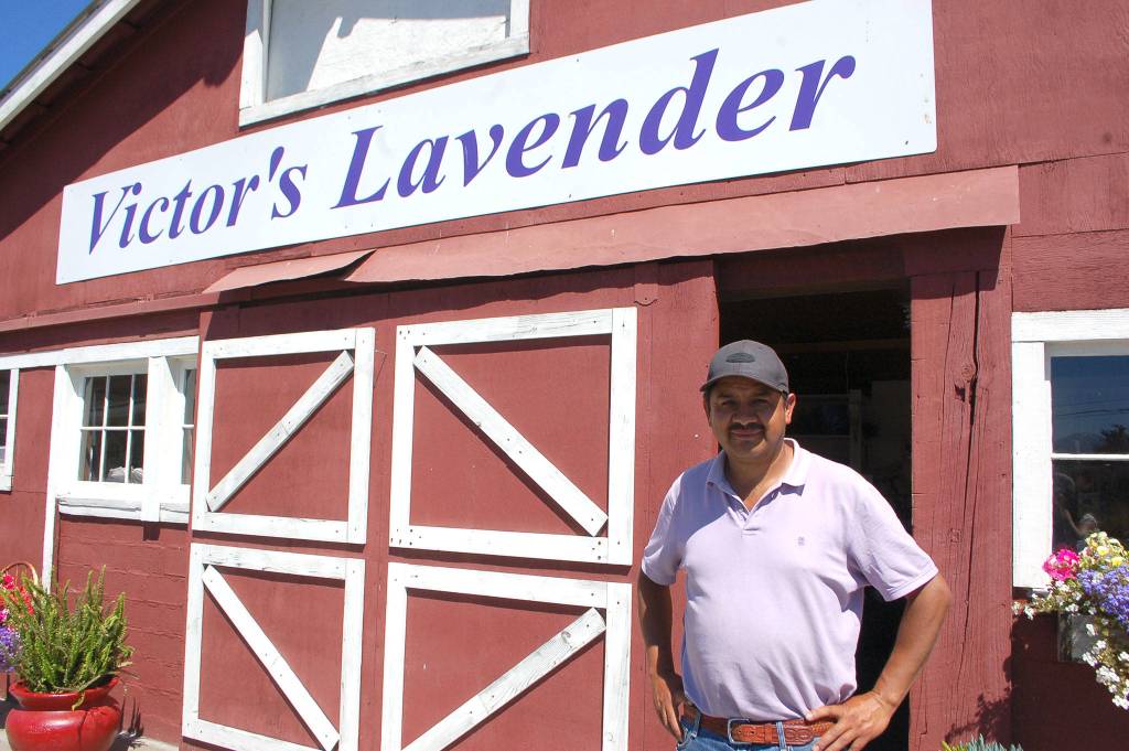 Victor Gonzalez of Victors Lavender Farm specializes in wholesale lavender and sells lavender stalks to many farmers locally, nationally and internationally. Sequim Gazette photo by Erin Hawkins