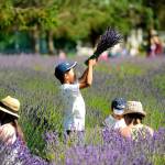The nuts and bolts of Sequim Lavender Weekend