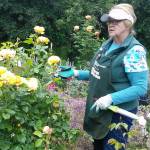 Master Gardener Sally Shunn demonstrates pruning and offers tips on caring for roses during a recent guided garden walk at the Woodcock Demonstration Garden. Submitted photo