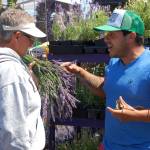 Loretta Spencer from Hoodsport chats with Juan Gonzalez of Melis Lavender Farm about lavender at the Sequim Lavender Festival Street Fair at Carrie Blake Park.