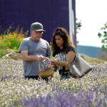 Tim and Kattyna Napoleon of Bellview clip a bundle of lavender Purple Path Farm, south of Purple Haze Lavender Farm on July 21. The farm opened for Sequim Lavender Weekend for the first time. Sequim Gazette photo by Matthew Nash