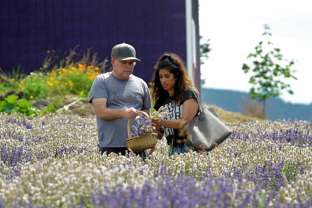 Tim and Kattyna Napoleon of Bellview clip a bundle of lavender Purple Path Farm, south of Purple Haze Lavender Farm on July 21. The farm opened for Sequim Lavender Weekend for the first time. Sequim Gazette photo by Matthew Nash