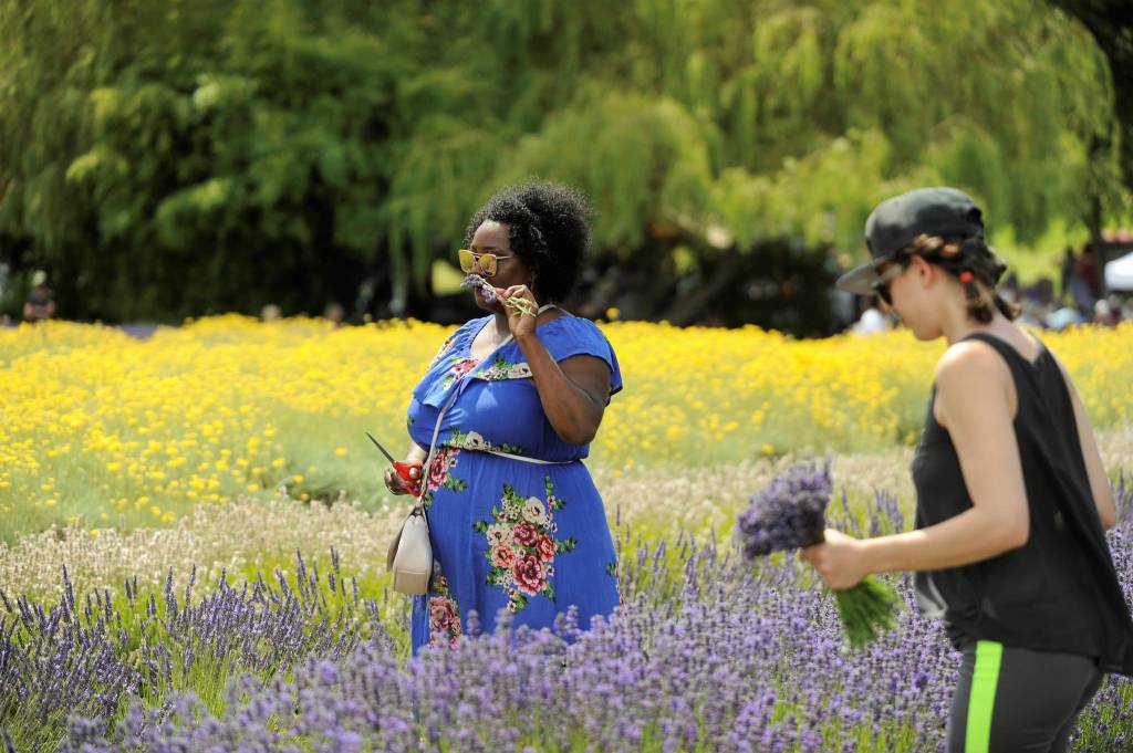 Tasha Witherspoon of Seattle smells the lavender at Purple Haze Lavender Farm.