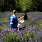 Zac and Cat Romiski of Joint Base Lewis-McChord cut lavender for the first time at The Lavender Connection on July 22. They spent some time at a few farms, the couple said. Sequim Gazette photo by Matthew Nash