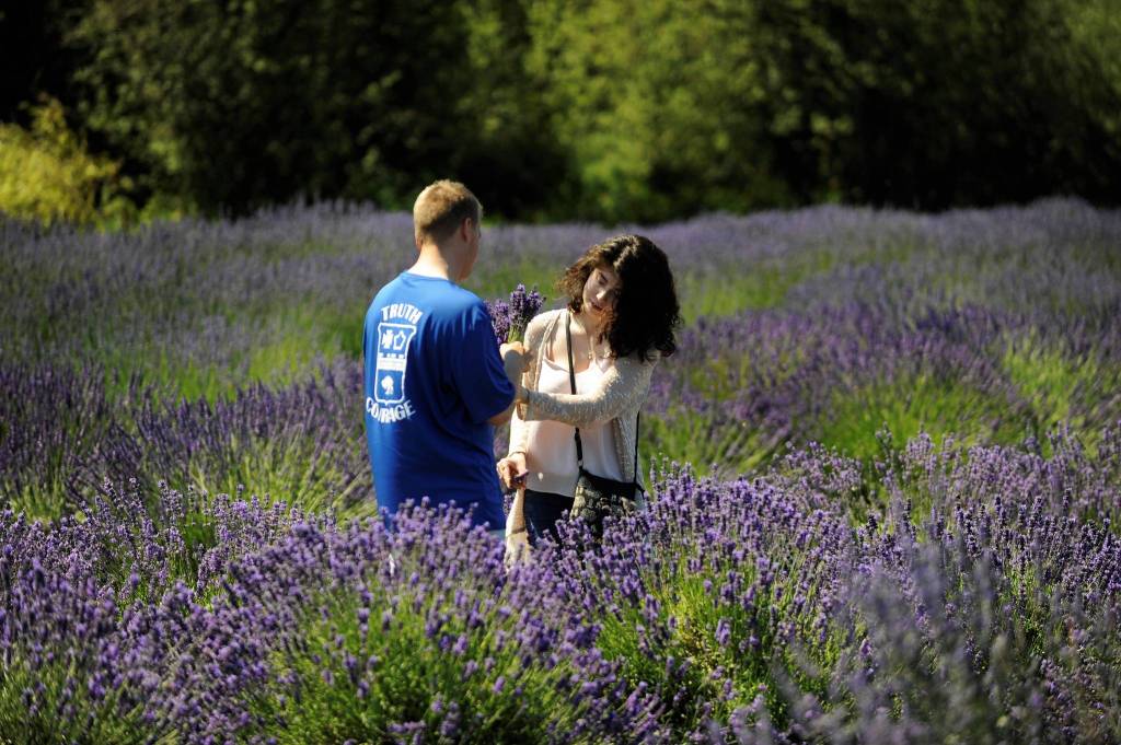 Zac and Cat Romiski of Joint Base Lewis-McChord cut lavender for the first time at The Lavender Connection on July 22. They spent some time at a few farms, the couple said. Sequim Gazette photo by Matthew Nash