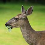 Get It Growing: Deer? Not welcome in the garden!