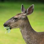 Get It Growing: Deer? Not welcome in the garden!