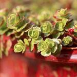 Get It Growing: The dirt on succulents