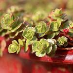 Get It Growing: The dirt on succulents