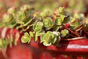 Get It Growing: The dirt on succulents