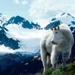 Olympic National Park sets plan to capture mountain goats