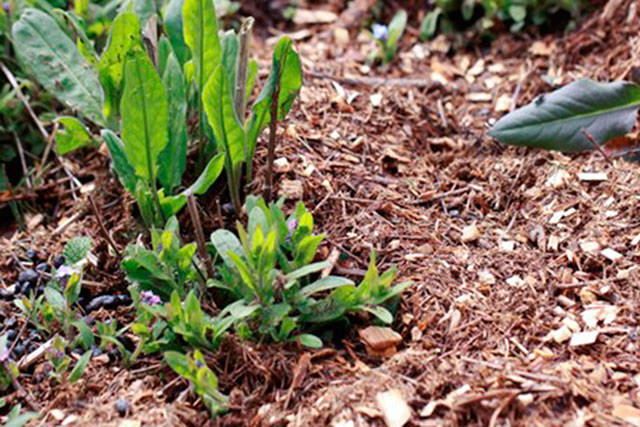 Get It Growing: How, when to use wood chip mulch