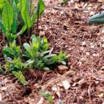 Get It Growing: How, when to use wood chip mulch