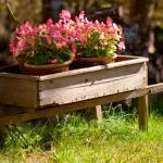 Get It Growing: August gardening tips