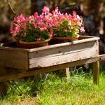 Get It Growing: August gardening tips