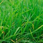 Get It Growing: Put some bounce back in your lawn