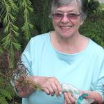 Master Gardener talks air layering at Green Thumb Garden Tips series event