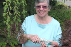 Master Gardener talks air layering at Green Thumb Garden Tips series event